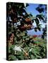 Close-up of Coffee Plant and Beans, Lago Atitlan (Lake Atitlan) Beyond, Guatemala, Central America-Aaron McCoy-Stretched Canvas