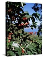 Close-up of Coffee Plant and Beans, Lago Atitlan (Lake Atitlan) Beyond, Guatemala, Central America-Aaron McCoy-Stretched Canvas