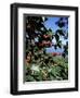 Close-up of Coffee Plant and Beans, Lago Atitlan (Lake Atitlan) Beyond, Guatemala, Central America-Aaron McCoy-Framed Photographic Print