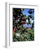 Close-up of Coffee Plant and Beans, Lago Atitlan (Lake Atitlan) Beyond, Guatemala, Central America-Aaron McCoy-Framed Photographic Print