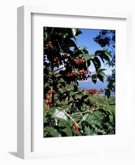 Close-up of Coffee Plant and Beans, Lago Atitlan (Lake Atitlan) Beyond, Guatemala, Central America-Aaron McCoy-Framed Photographic Print