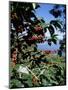 Close-up of Coffee Plant and Beans, Lago Atitlan (Lake Atitlan) Beyond, Guatemala, Central America-Aaron McCoy-Mounted Photographic Print