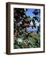 Close-up of Coffee Plant and Beans, Lago Atitlan (Lake Atitlan) Beyond, Guatemala, Central America-Aaron McCoy-Framed Photographic Print