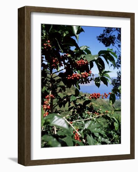 Close-up of Coffee Plant and Beans, Lago Atitlan (Lake Atitlan) Beyond, Guatemala, Central America-Aaron McCoy-Framed Photographic Print