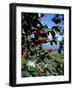 Close-up of Coffee Plant and Beans, Lago Atitlan (Lake Atitlan) Beyond, Guatemala, Central America-Aaron McCoy-Framed Photographic Print