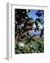 Close-up of Coffee Plant and Beans, Lago Atitlan (Lake Atitlan) Beyond, Guatemala, Central America-Aaron McCoy-Framed Photographic Print