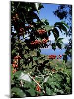 Close-up of Coffee Plant and Beans, Lago Atitlan (Lake Atitlan) Beyond, Guatemala, Central America-Aaron McCoy-Mounted Photographic Print