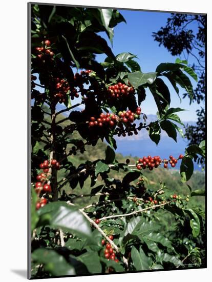 Close-up of Coffee Plant and Beans, Lago Atitlan (Lake Atitlan) Beyond, Guatemala, Central America-Aaron McCoy-Mounted Photographic Print