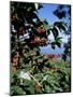 Close-up of Coffee Plant and Beans, Lago Atitlan (Lake Atitlan) Beyond, Guatemala, Central America-Aaron McCoy-Mounted Photographic Print