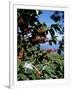 Close-up of Coffee Plant and Beans, Lago Atitlan (Lake Atitlan) Beyond, Guatemala, Central America-Aaron McCoy-Framed Photographic Print