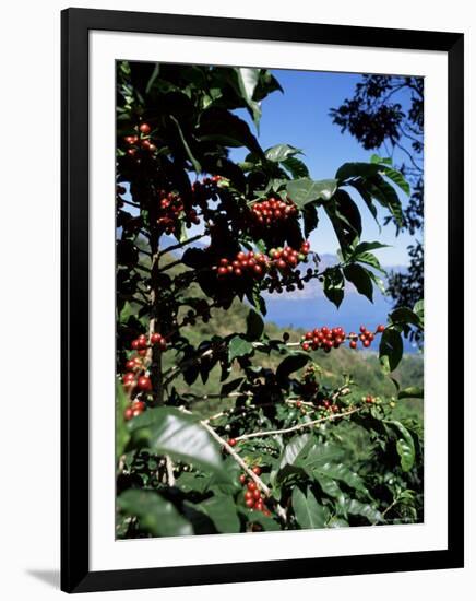 Close-up of Coffee Plant and Beans, Lago Atitlan (Lake Atitlan) Beyond, Guatemala, Central America-Aaron McCoy-Framed Photographic Print