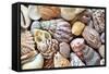 Close-Up of Collection of Sea Shells, Washington, USA-Jaynes Gallery-Framed Stretched Canvas