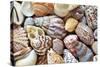 Close-Up of Collection of Sea Shells, Washington, USA-Jaynes Gallery-Stretched Canvas