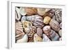 Close-Up of Collection of Sea Shells, Washington, USA-Jaynes Gallery-Framed Photographic Print