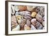 Close-Up of Collection of Sea Shells, Washington, USA-Jaynes Gallery-Framed Photographic Print