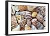 Close-Up of Collection of Sea Shells, Washington, USA-Jaynes Gallery-Framed Photographic Print