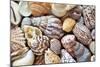 Close-Up of Collection of Sea Shells, Washington, USA-Jaynes Gallery-Mounted Photographic Print