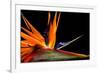 Close-Up of Colorful Strelitzia Flower; also Called Bird of Paradise Flower-Johan Swanepoel-Framed Photographic Print