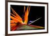 Close-Up of Colorful Strelitzia Flower; also Called Bird of Paradise Flower-Johan Swanepoel-Framed Photographic Print