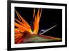 Close-Up of Colorful Strelitzia Flower; also Called Bird of Paradise Flower-Johan Swanepoel-Framed Photographic Print