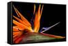 Close-Up of Colorful Strelitzia Flower; also Called Bird of Paradise Flower-Johan Swanepoel-Framed Stretched Canvas