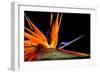 Close-Up of Colorful Strelitzia Flower; also Called Bird of Paradise Flower-Johan Swanepoel-Framed Photographic Print