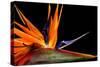 Close-Up of Colorful Strelitzia Flower; also Called Bird of Paradise Flower-Johan Swanepoel-Stretched Canvas