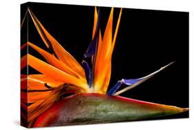 Close-Up of Colorful Strelitzia Flower; also Called Bird of Paradise Flower-Johan Swanepoel-Stretched Canvas