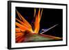 Close-Up of Colorful Strelitzia Flower; also Called Bird of Paradise Flower-Johan Swanepoel-Framed Photographic Print