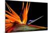 Close-Up of Colorful Strelitzia Flower; also Called Bird of Paradise Flower-Johan Swanepoel-Mounted Photographic Print