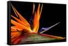 Close-Up of Colorful Strelitzia Flower; also Called Bird of Paradise Flower-Johan Swanepoel-Framed Stretched Canvas