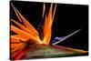 Close-Up of Colorful Strelitzia Flower; also Called Bird of Paradise Flower-Johan Swanepoel-Stretched Canvas