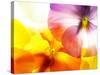 Close-Up of Colourful Viola Tricolor against White Background-Anette Linnea Rasmussen-Stretched Canvas