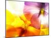 Close-Up of Colourful Viola Tricolor against White Background-Anette Linnea Rasmussen-Mounted Photographic Print