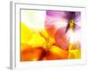 Close-Up of Colourful Viola Tricolor against White Background-Anette Linnea Rasmussen-Framed Photographic Print