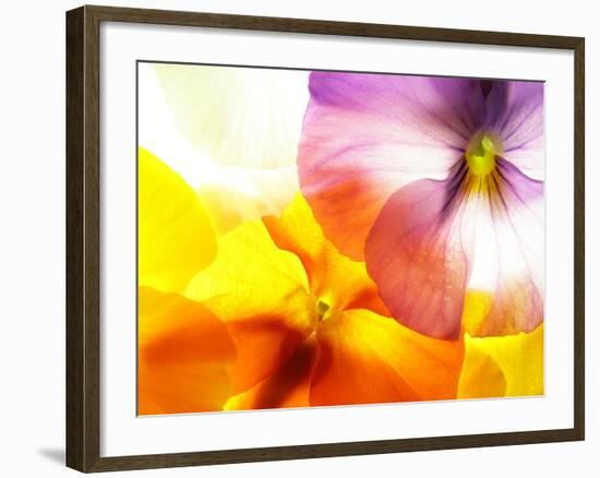 Close-Up of Colourful Viola Tricolor against White Background-Anette Linnea Rasmussen-Framed Photographic Print