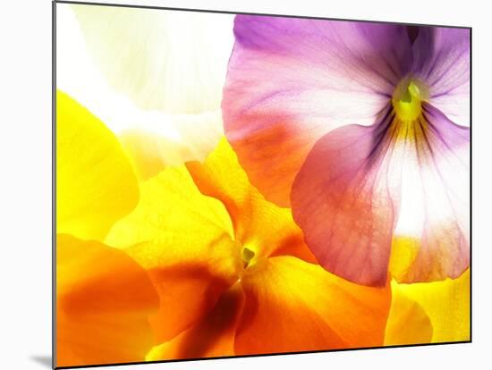 Close-Up of Colourful Viola Tricolor against White Background-Anette Linnea Rasmussen-Mounted Photographic Print