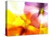 Close-Up of Colourful Viola Tricolor against White Background-Anette Linnea Rasmussen-Stretched Canvas