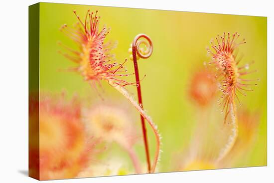 Close Up of Common - Round Leaved Sundew, Westhay Nature Reserve, Somerset Levels, Somerset UK-Ross Hoddinott-Stretched Canvas