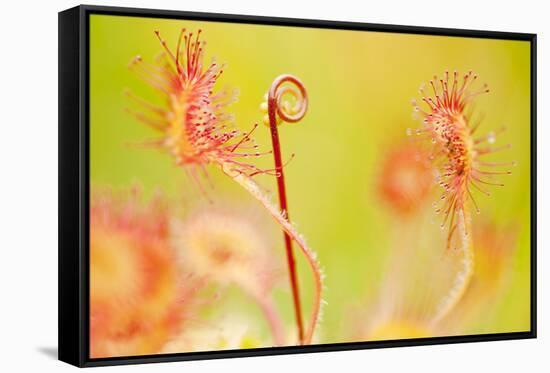 Close Up of Common - Round Leaved Sundew, Westhay Nature Reserve, Somerset Levels, Somerset UK-Ross Hoddinott-Framed Stretched Canvas