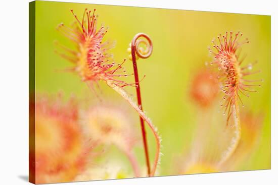 Close Up of Common - Round Leaved Sundew, Westhay Nature Reserve, Somerset Levels, Somerset UK-Ross Hoddinott-Stretched Canvas