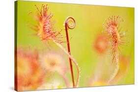 Close Up of Common - Round Leaved Sundew, Westhay Nature Reserve, Somerset Levels, Somerset UK-Ross Hoddinott-Stretched Canvas