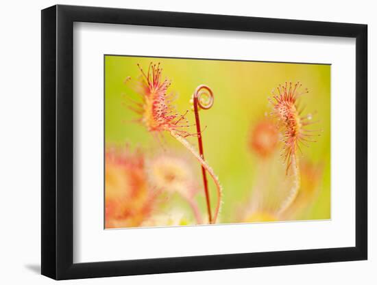 Close Up of Common - Round Leaved Sundew, Westhay Nature Reserve, Somerset Levels, Somerset UK-Ross Hoddinott-Framed Photographic Print