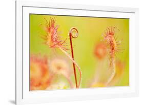 Close Up of Common - Round Leaved Sundew, Westhay Nature Reserve, Somerset Levels, Somerset UK-Ross Hoddinott-Framed Photographic Print