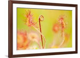 Close Up of Common - Round Leaved Sundew, Westhay Nature Reserve, Somerset Levels, Somerset UK-Ross Hoddinott-Framed Photographic Print