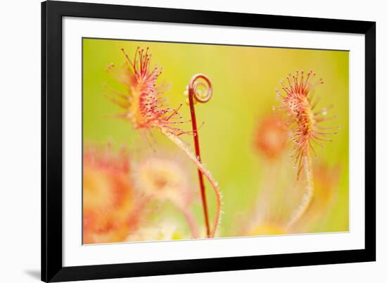 Close Up of Common - Round Leaved Sundew, Westhay Nature Reserve, Somerset Levels, Somerset UK-Ross Hoddinott-Framed Photographic Print