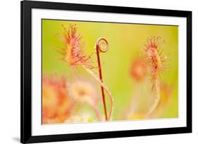 Close Up of Common - Round Leaved Sundew, Westhay Nature Reserve, Somerset Levels, Somerset UK-Ross Hoddinott-Framed Photographic Print