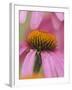 Close-up of Coneflower-Adam Jones-Framed Photographic Print