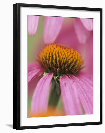 Close-up of Coneflower-Adam Jones-Framed Photographic Print