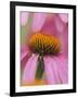 Close-up of Coneflower-Adam Jones-Framed Photographic Print